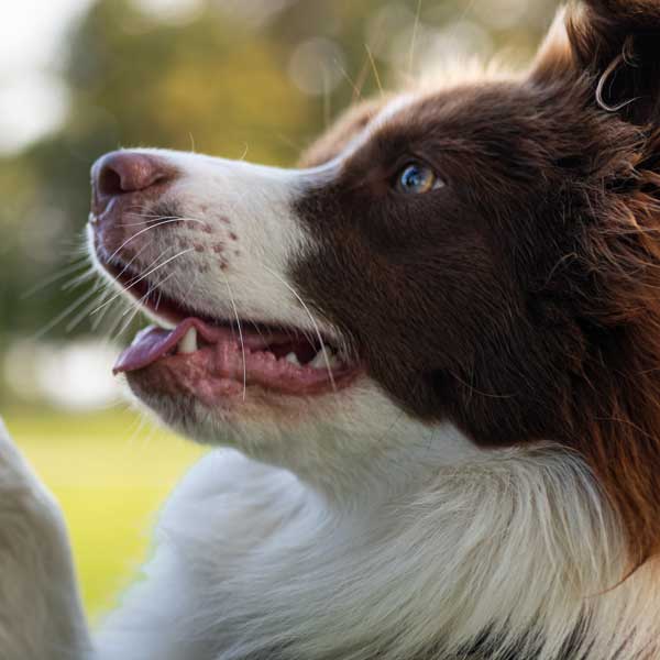 Happy border collie with its mouth open