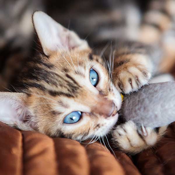 A kitten playing