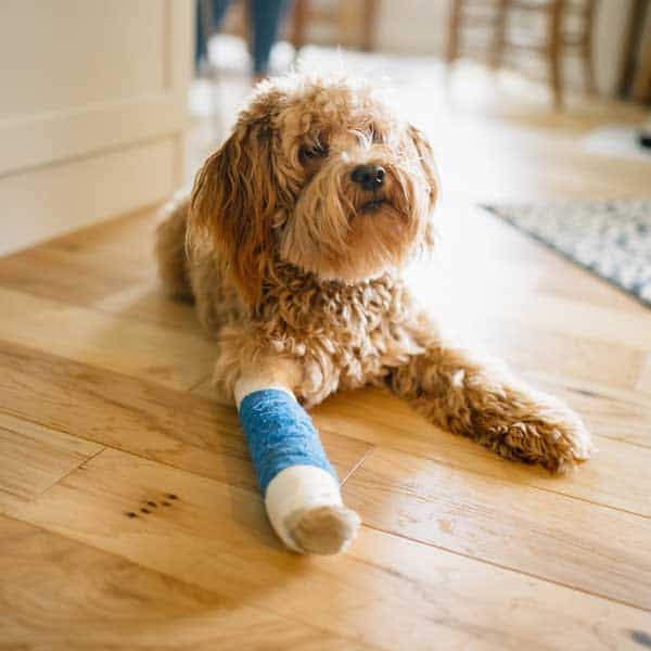Cute dog with a blue cast on its leg