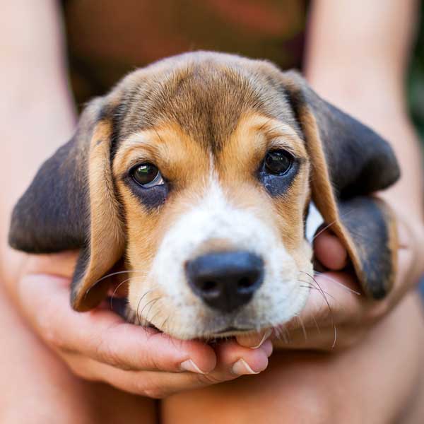 A puppy being held