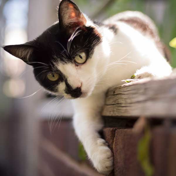 Black and white cat looking at the camera
