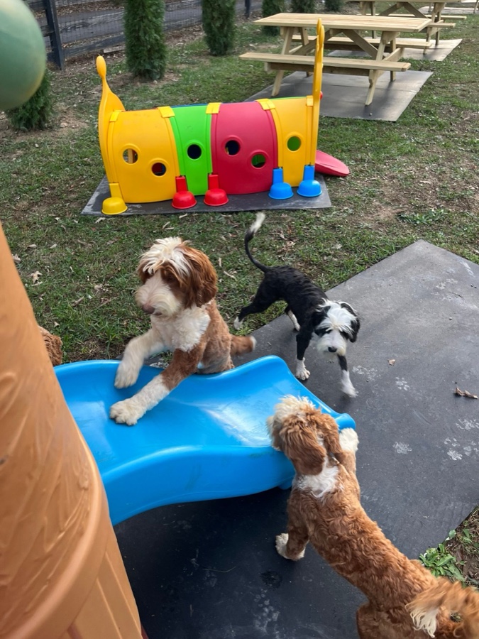Three dogs playing together on the playground equipment at Bestland