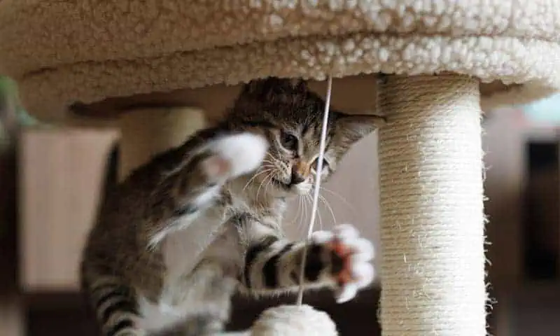 Adorable kitten playing with a cat toy