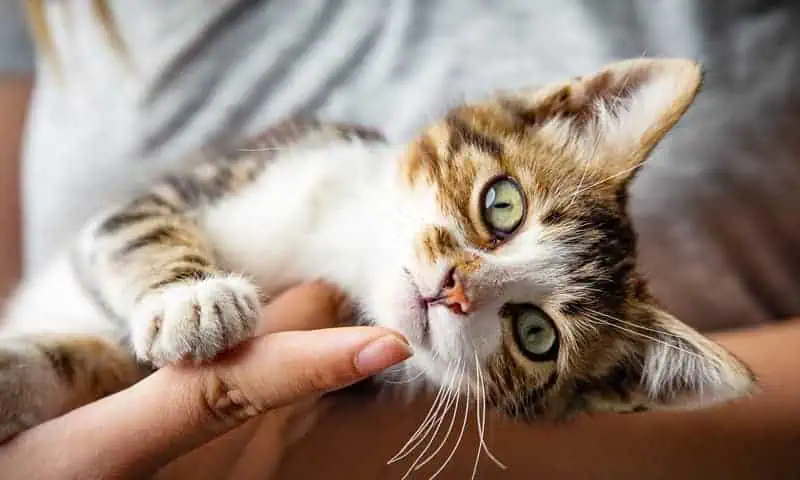Woman holding a cute cat