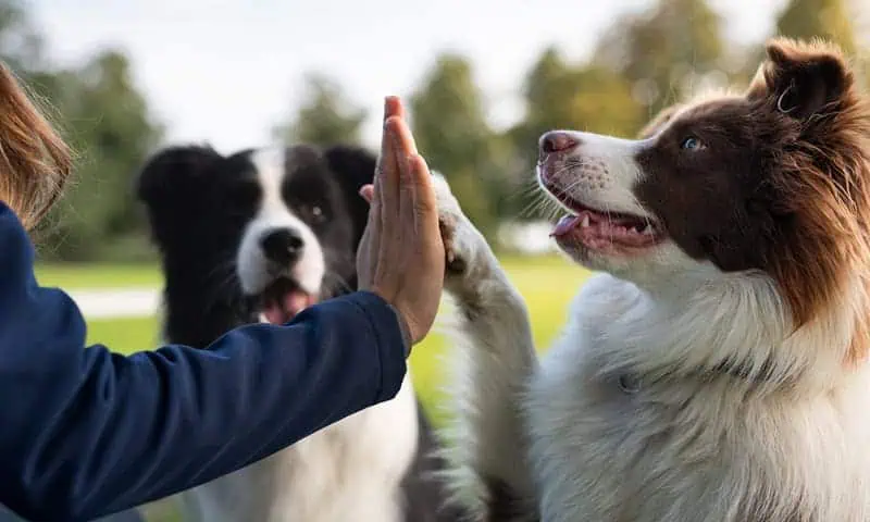High-fiving border collies in the park