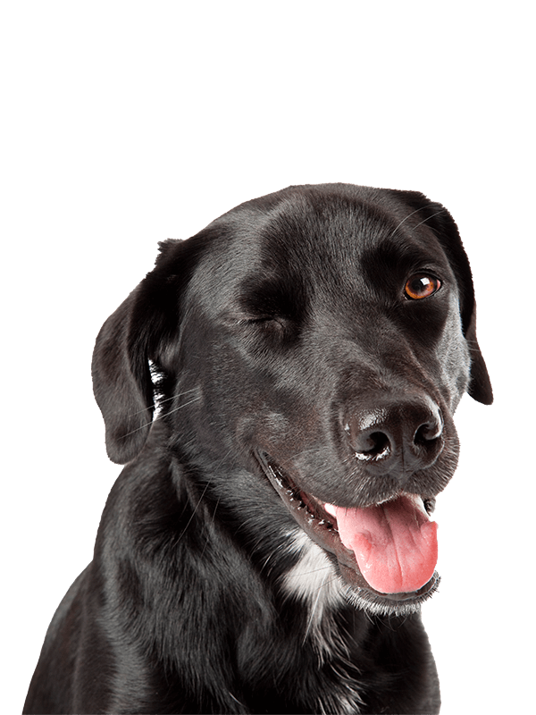 A black lab