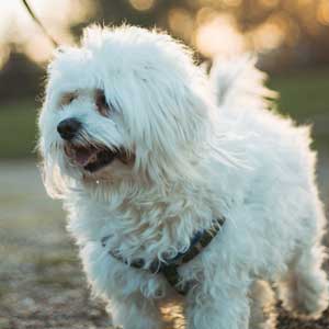 A happy, healthy cat stepping out from under a couch