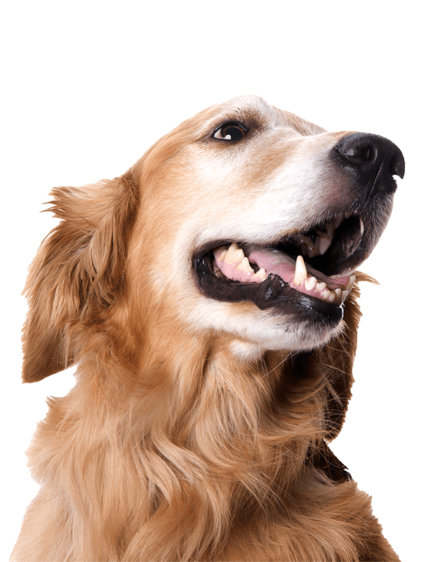 A golden retriever showing off his teeth
