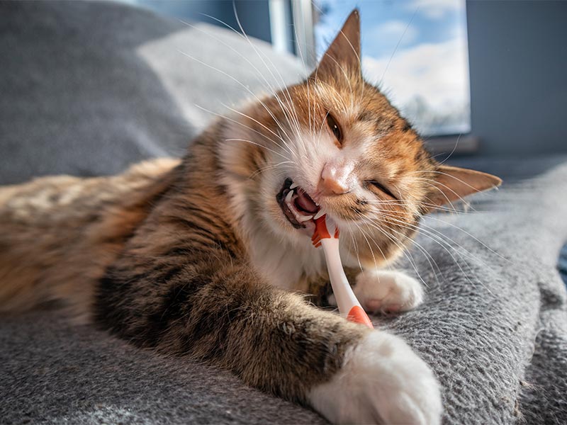 A cat chewing on a toothbrush