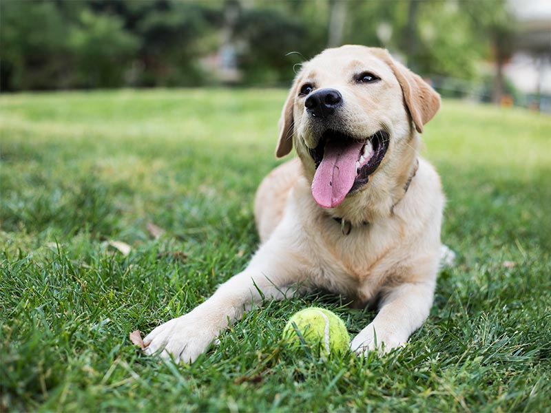 A yellow lab outdoors