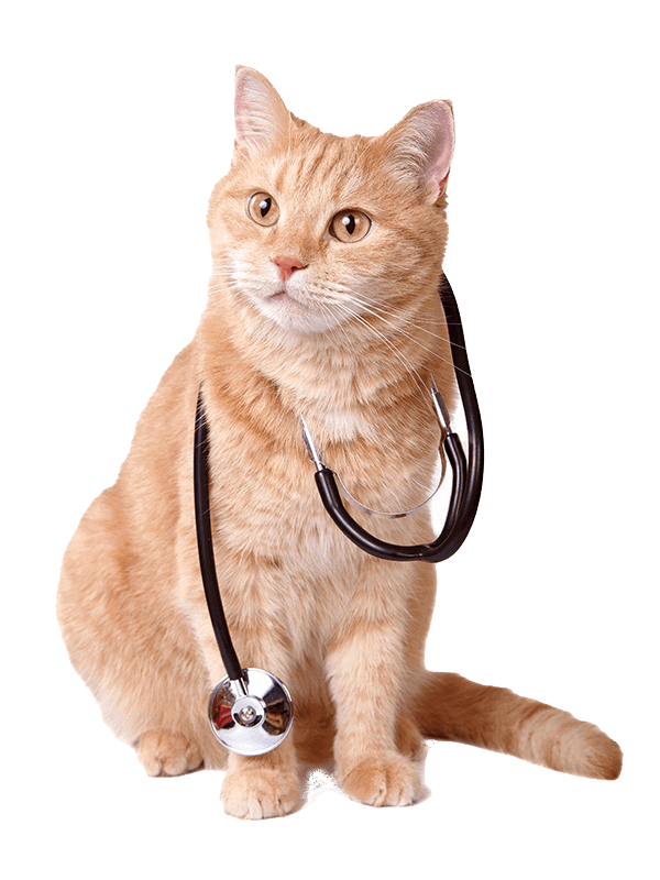 A cat with a stethoscope