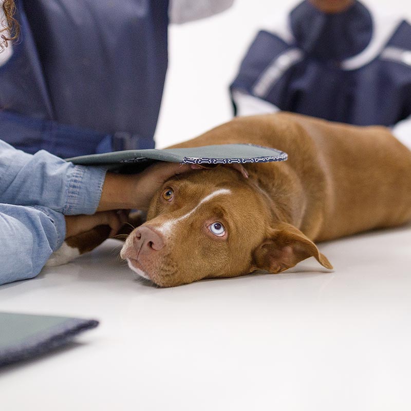 A dog being given an x-ray