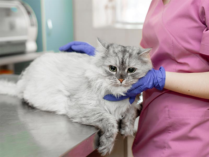 A cat being treated