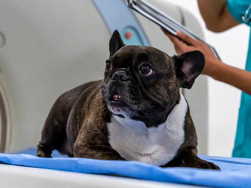 A dog getting a diagnosis
