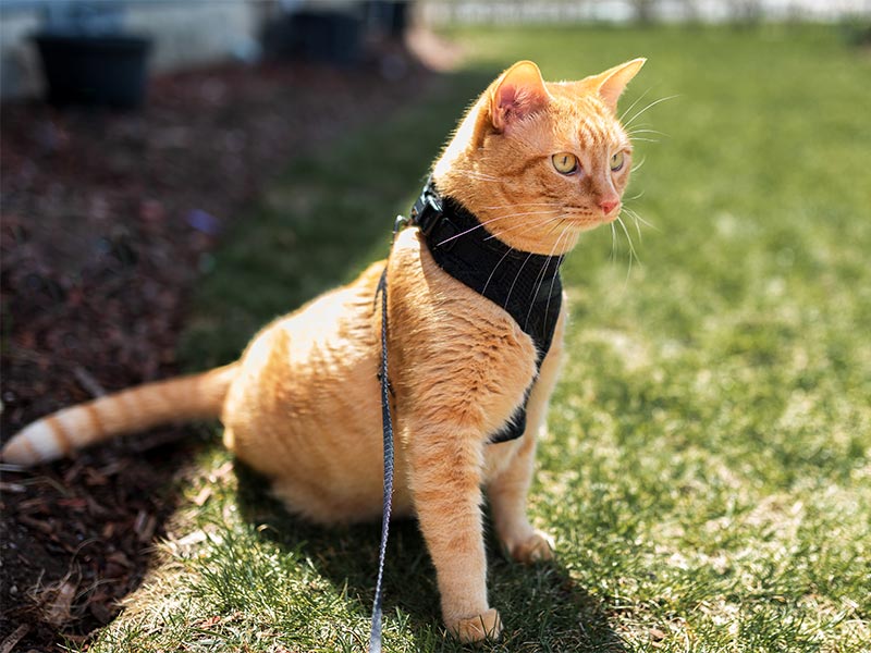 A cat in a harness outdoors