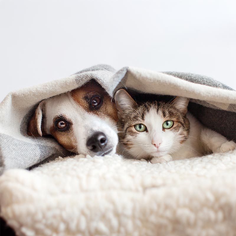 A dog and cat cuddled in a blanket
