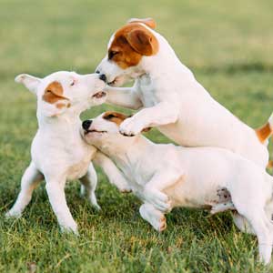 A happy, healthy cat stepping out from under a couch
