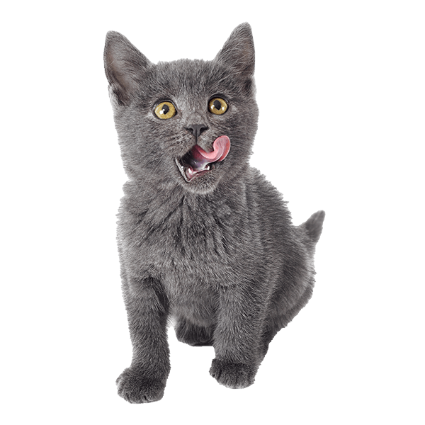 A grey kitten licking its lips