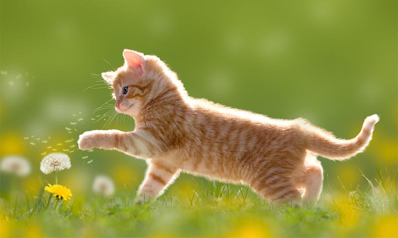 A kitten playing in a field