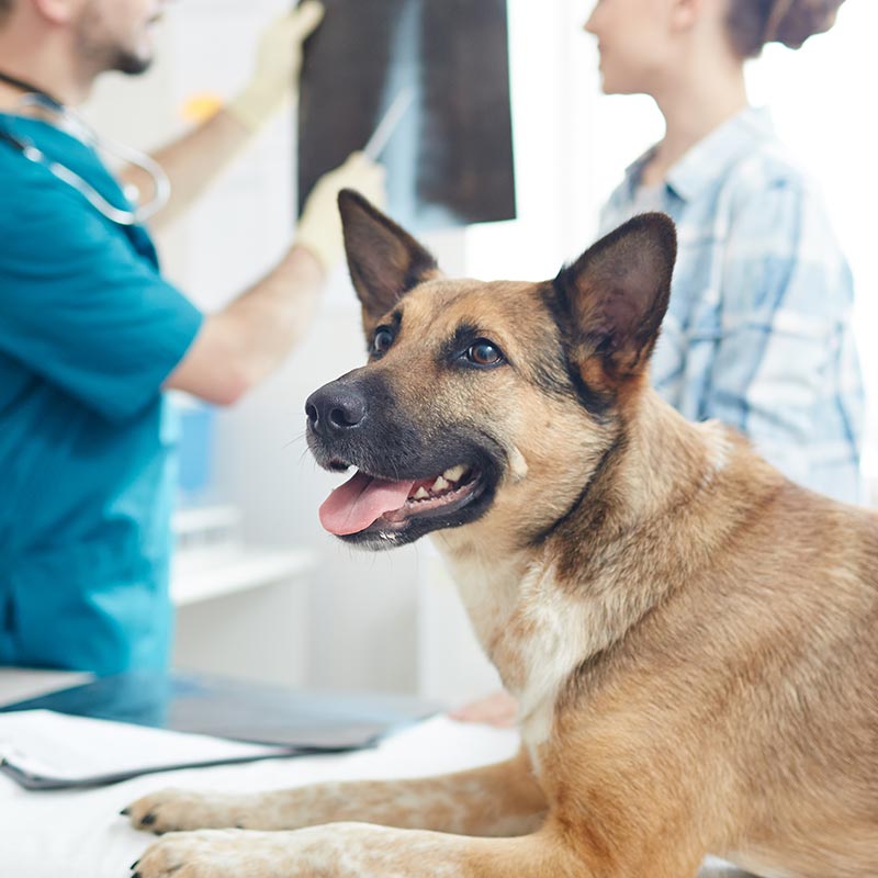 A happy dog in the vet office