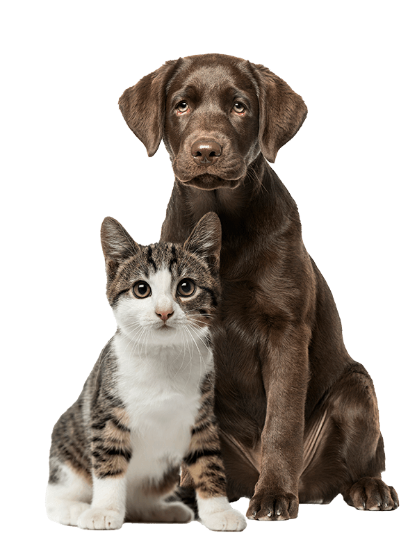 A dog and cat