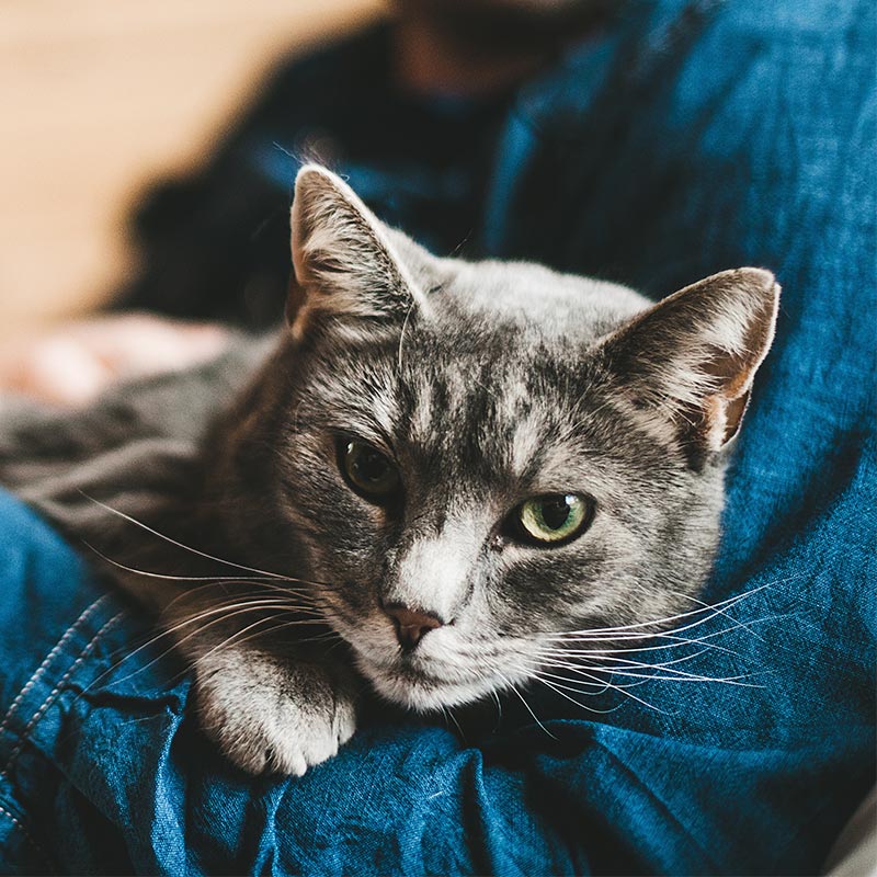 A cat being held