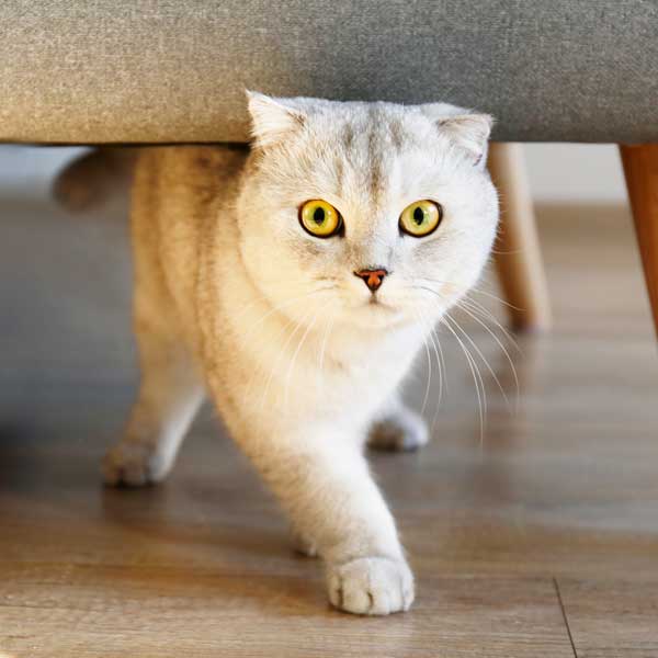 A happy, healthy cat stepping out from under a couch