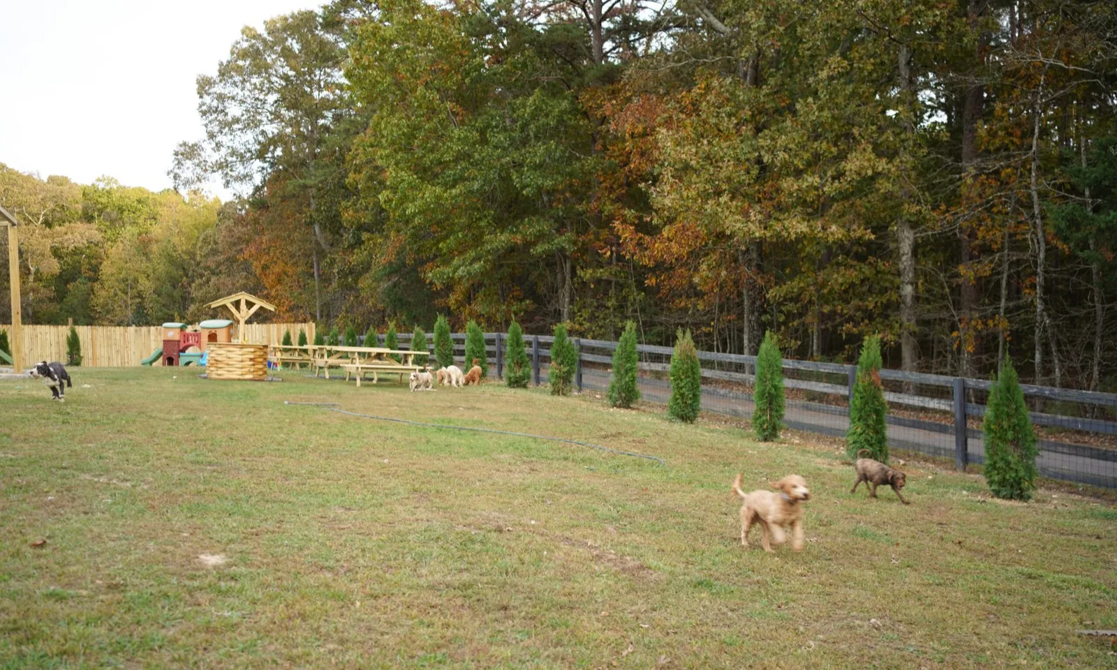 Dogs playing in the fenced grass yard at Bestland Dog Boarding