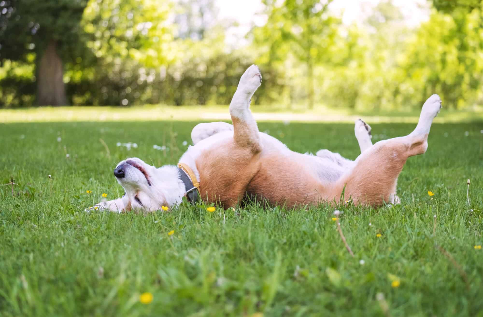 A dog rolling happily in the grass