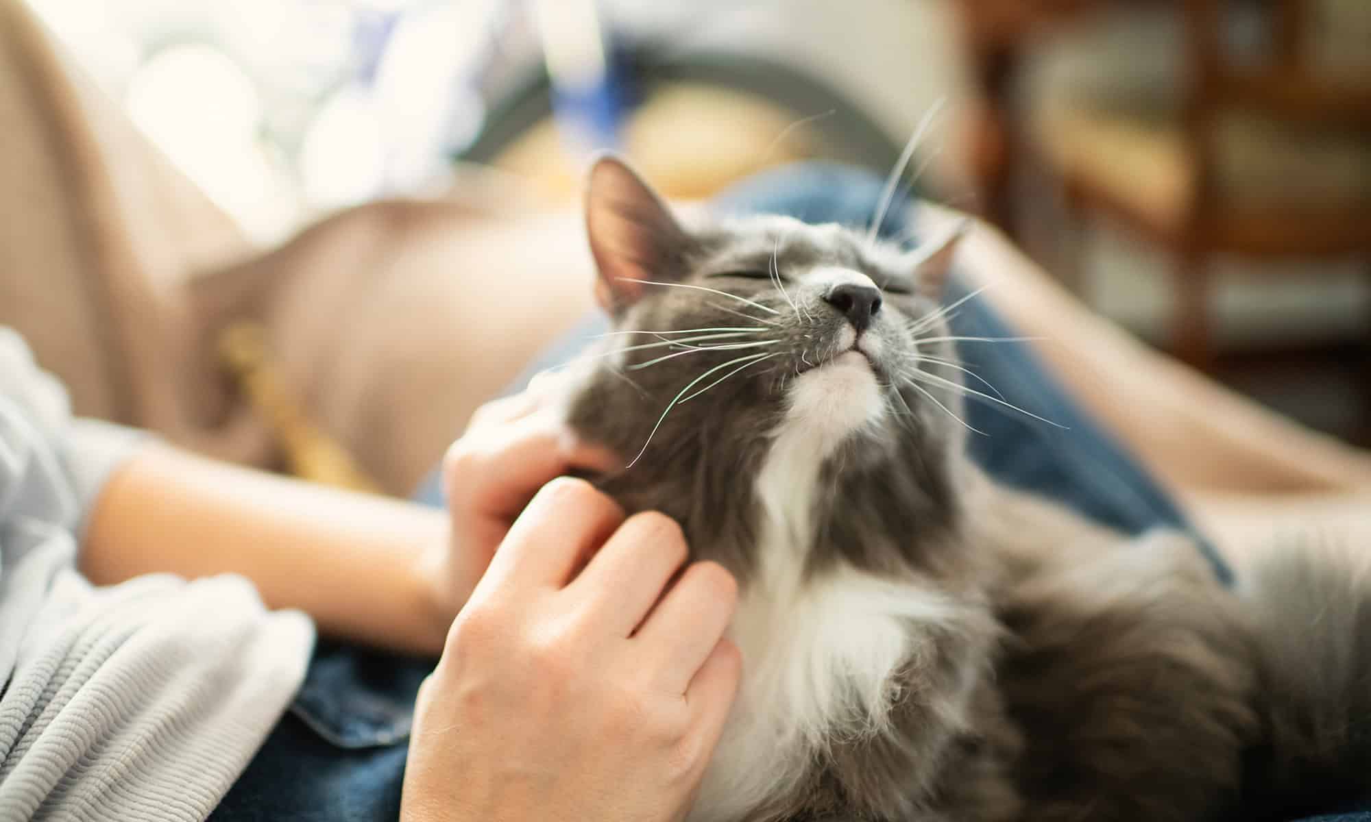 Welcome to Our Veterinary Blog!