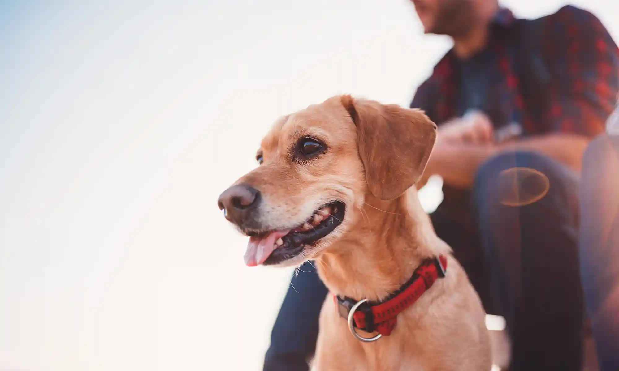 A dog outdoors with their person