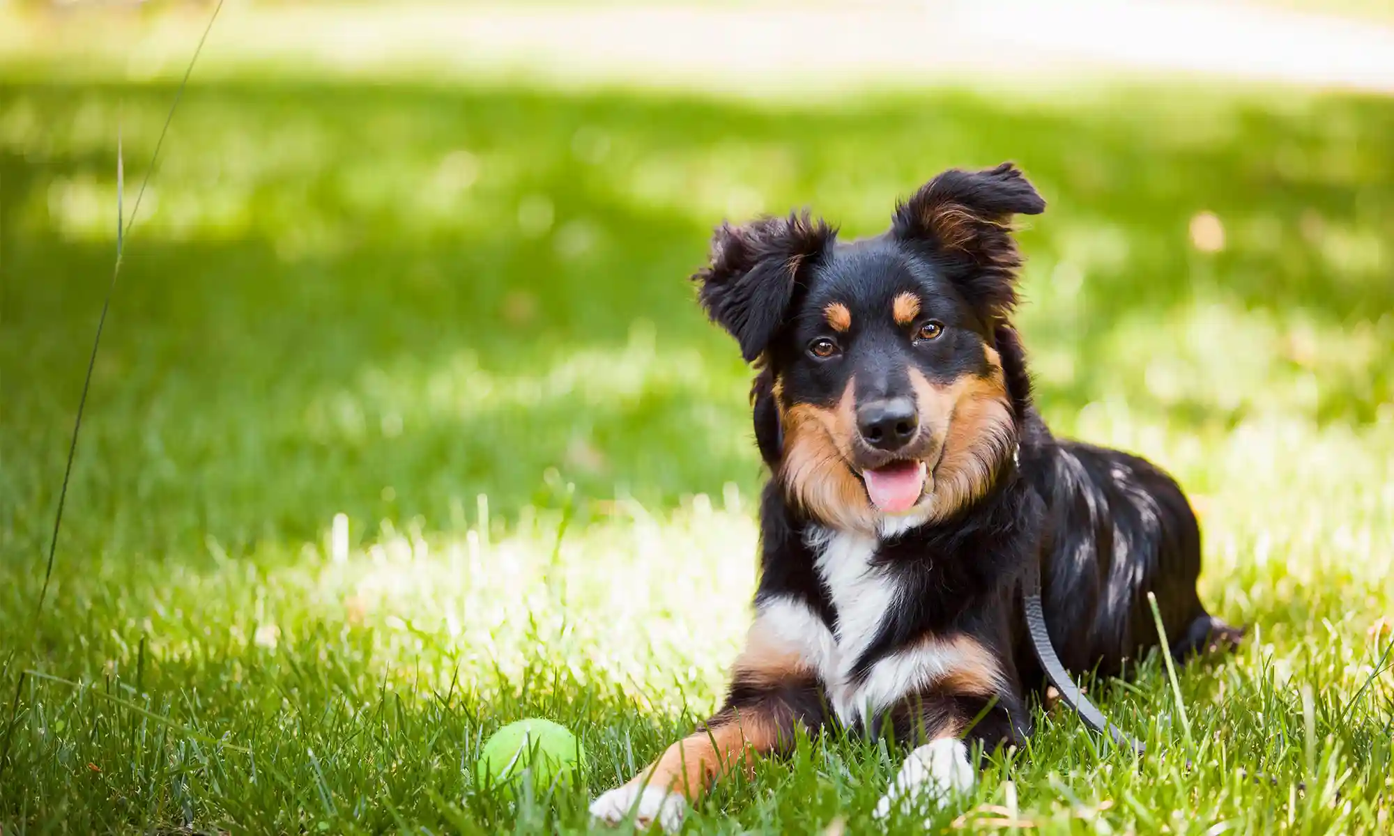 A dog outside on the lawn