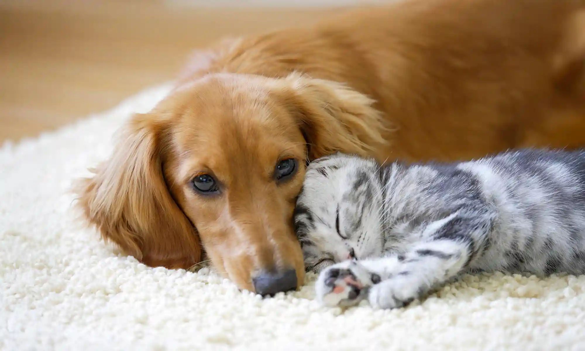 A dog and cat sleeping