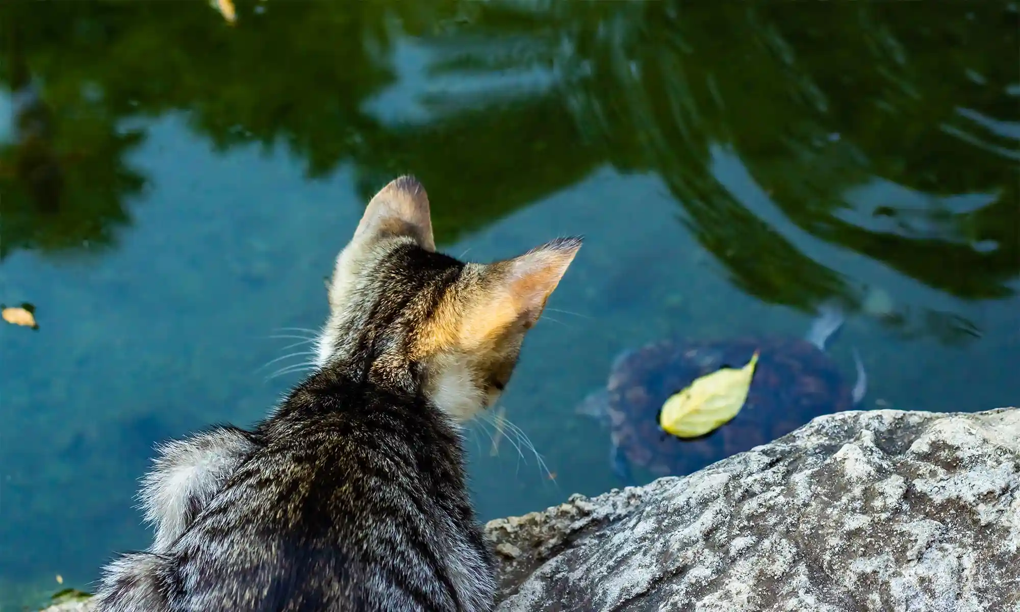 A cat looking into a pond