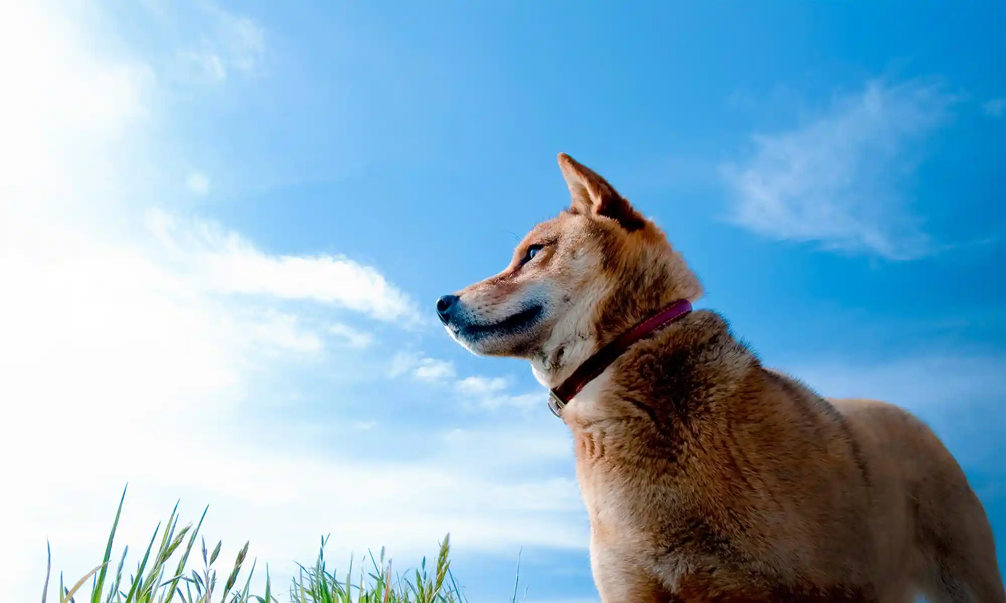 A dog against the sky