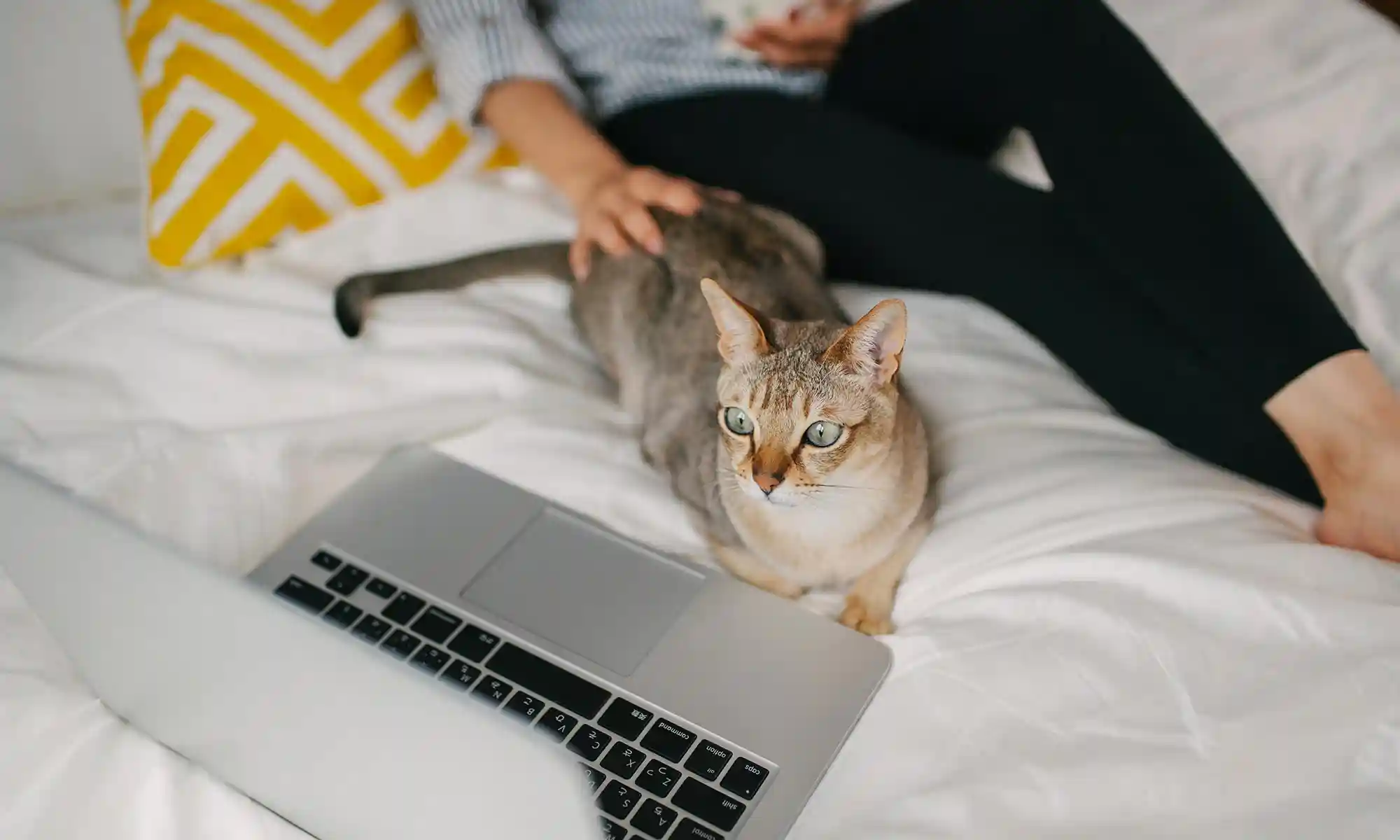 A cat reading the news
