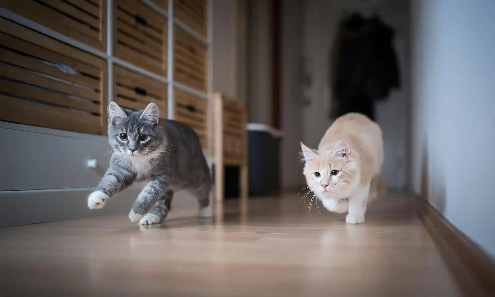 A pair of cats playing