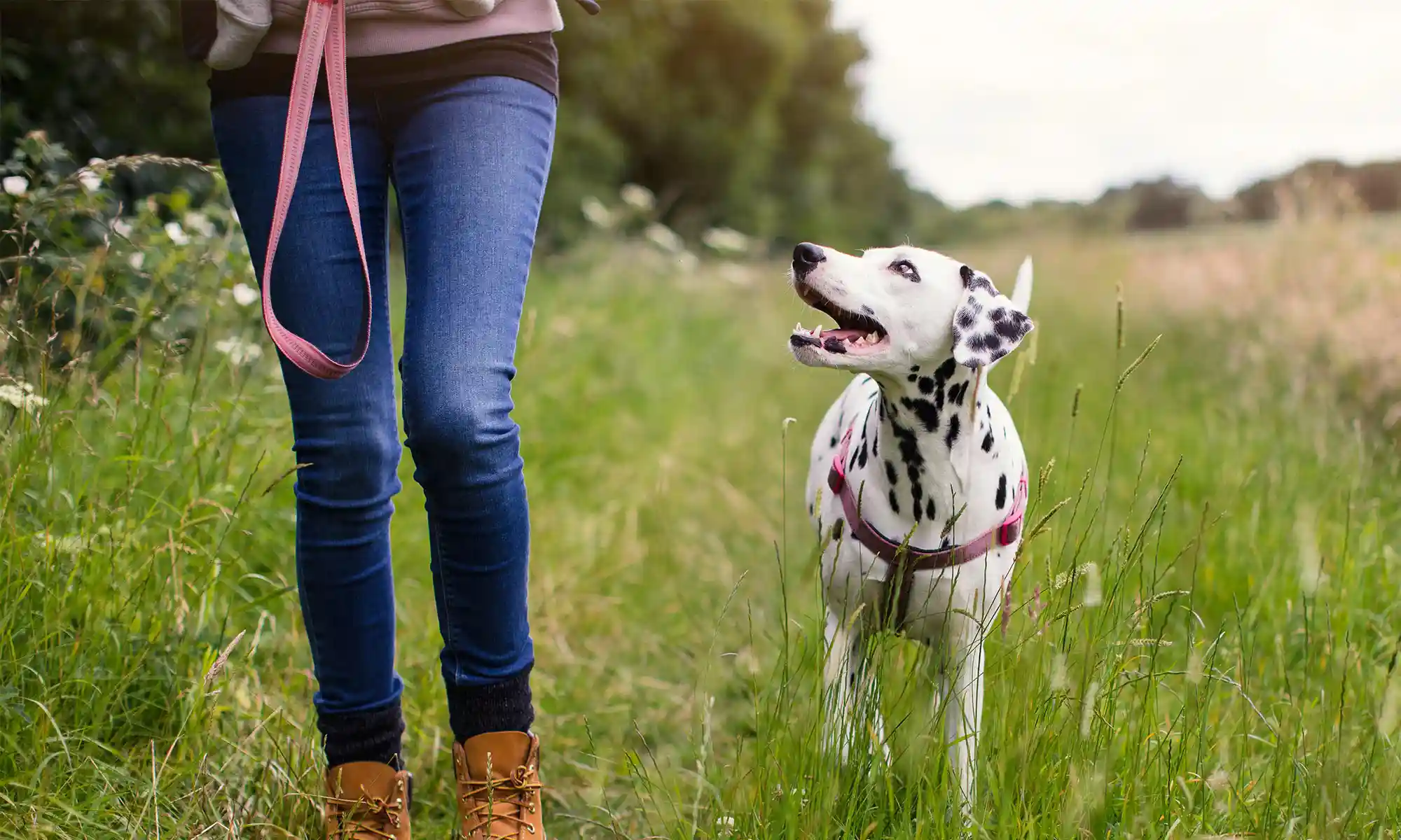 A dalmatian and their person