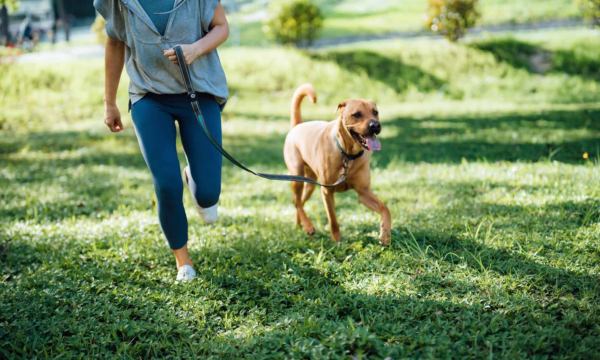 A dog out for a walk