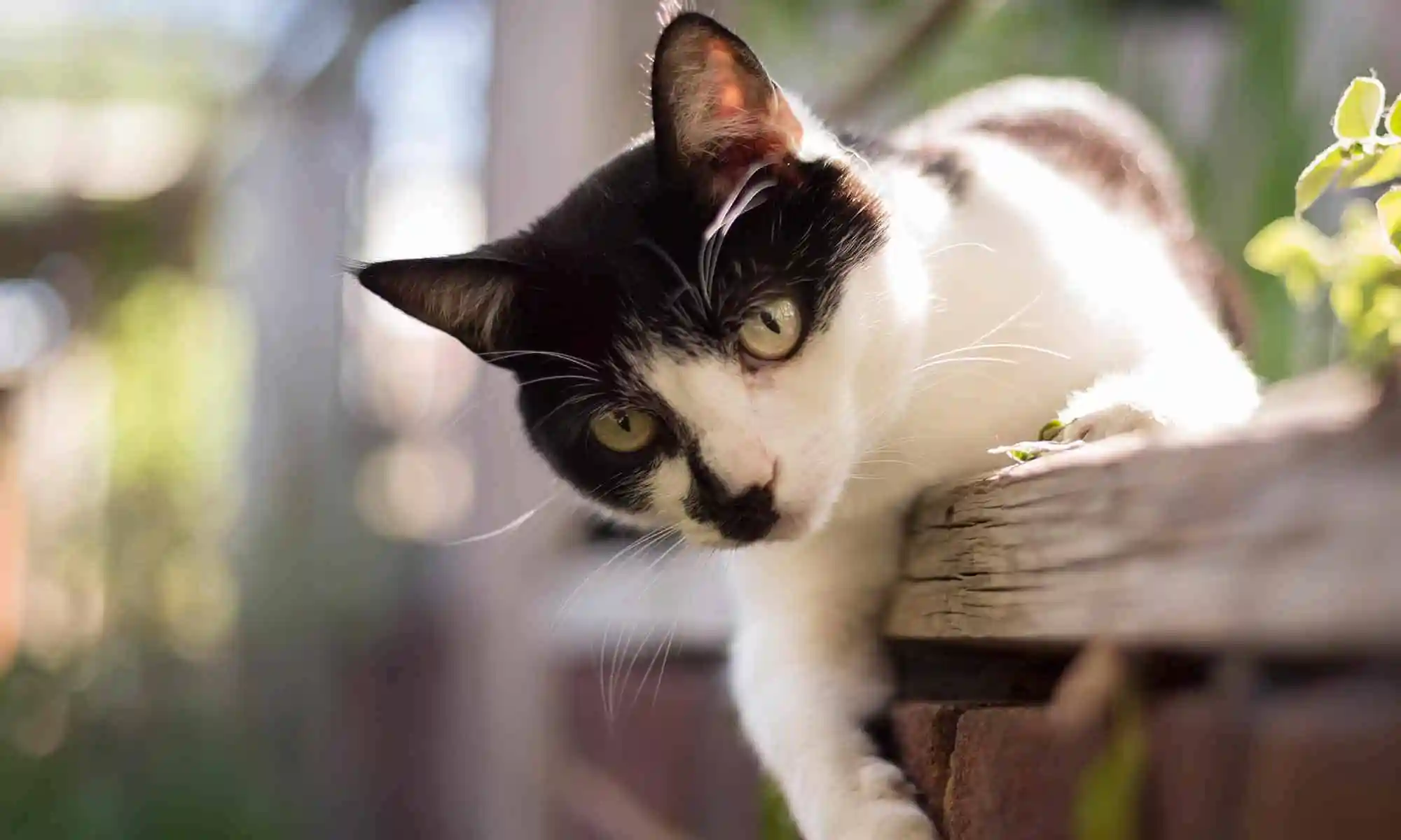 A cat leaning off a wall