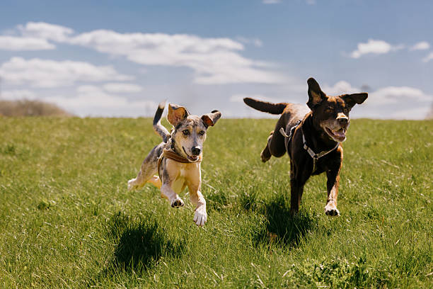 Heartworm Awareness Month